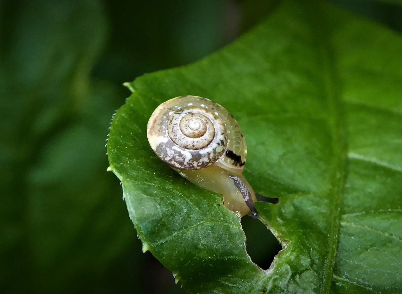 5 natürliche Methoden, um Dahlien vor Schnecken zu schützen